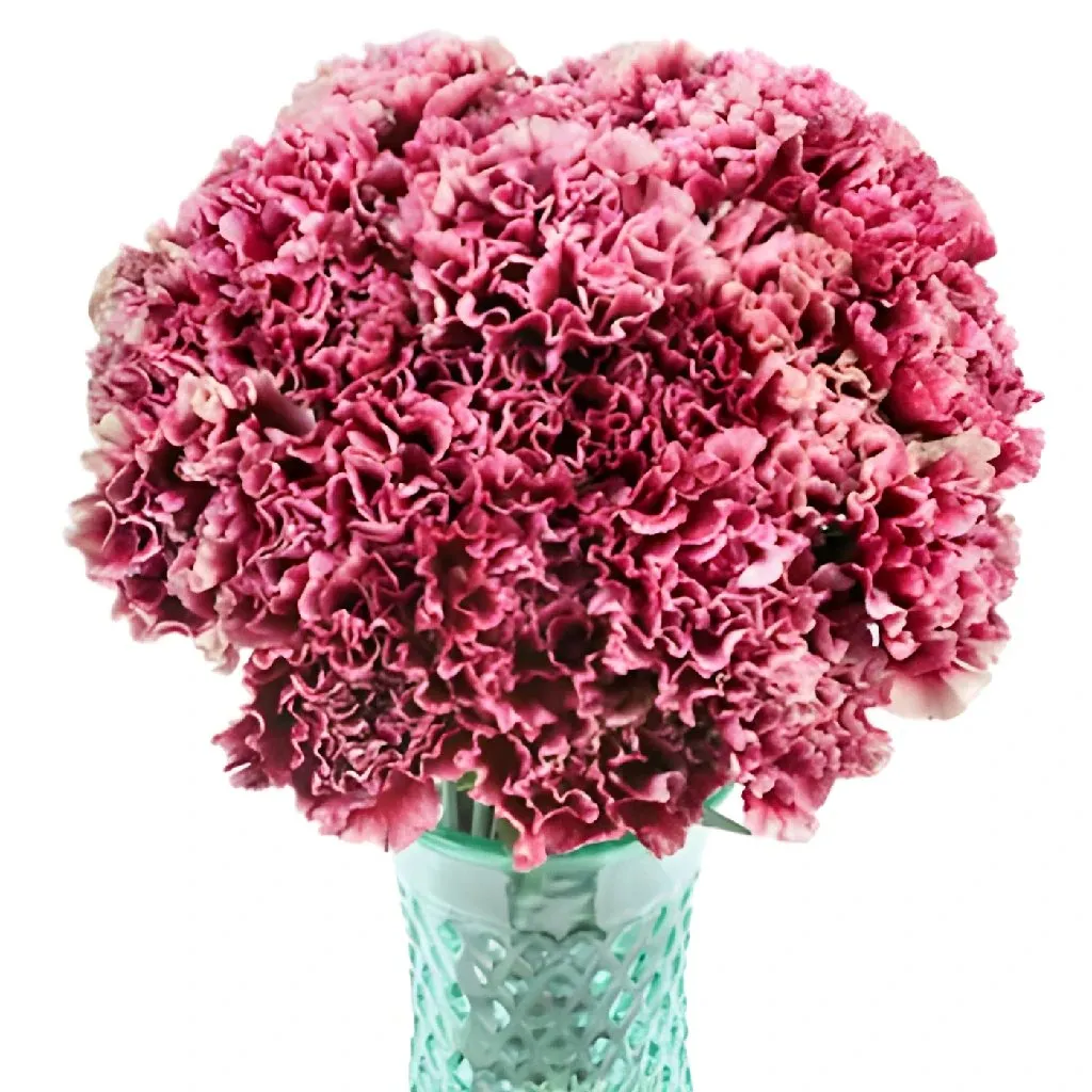 Blushing Victorian Carnation Flowers