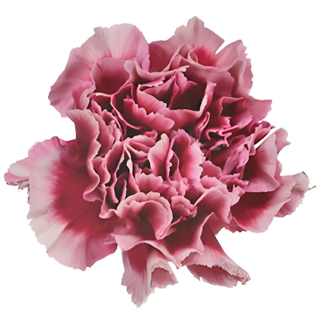 Blushing Victorian Carnation Flowers