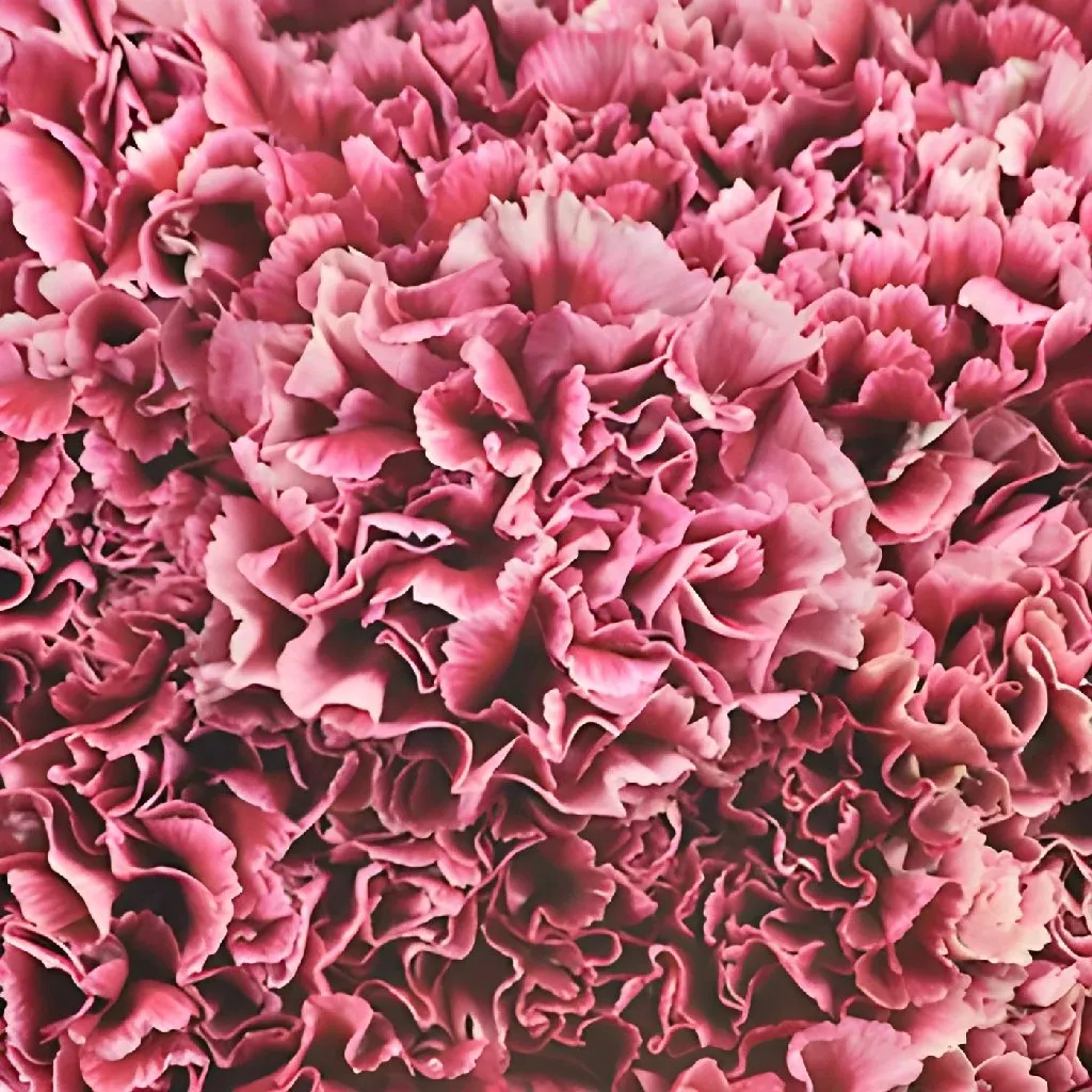 Blushing Victorian Carnation Flowers