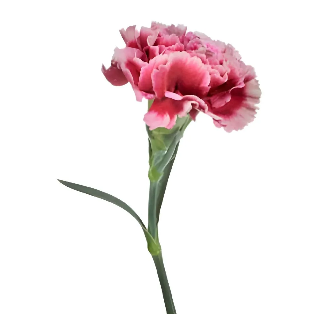 Blushing Victorian Carnation Flowers