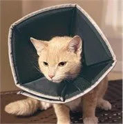 Comfy Cone