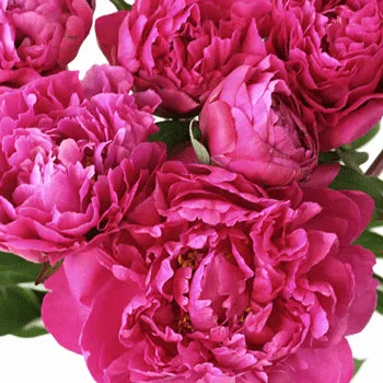 Hot Pink Peonies for June Delivery