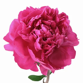 Hot Pink Peonies for June Delivery