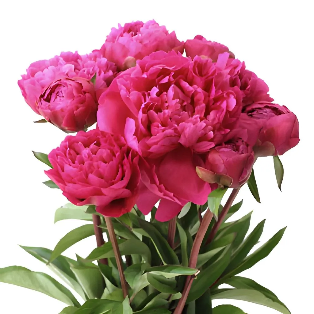 Hot Pink Peonies for June Delivery